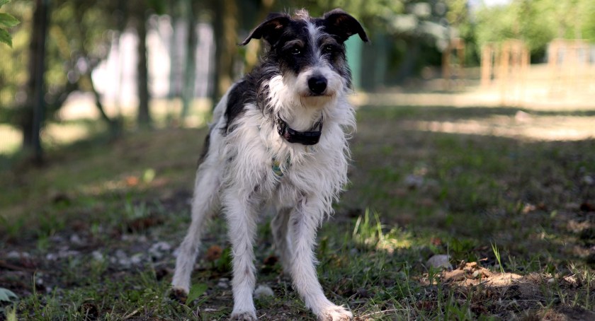 Zdjęcie Schronisko dla Zwierząt Przytulisko - fotografia
