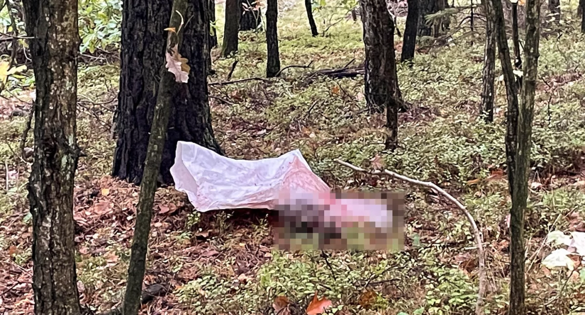 Zakrwawiony worek był podrzucony w lesie niedaleko Kłodawy.
