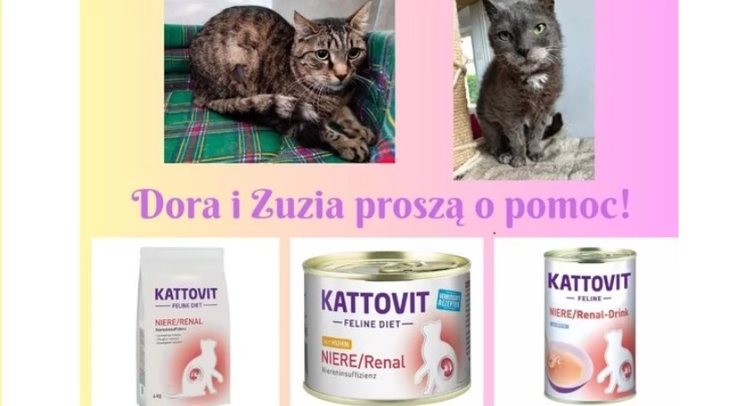 Zdjęcie Schronisko dla Zwierząt Przytulisko - fotografia