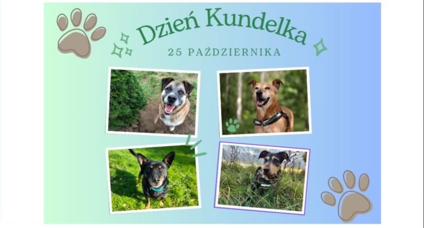 Zdjęcie Schronisko dla Zwierząt Przytulisko - fotografia