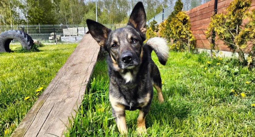 Zdjęcie Schronisko dla Zwierząt Przytulisko - fotografia