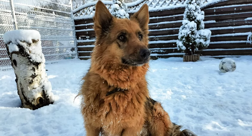Zdjęcie Schronisko dla Zwierząt Przytulisko - fotografia