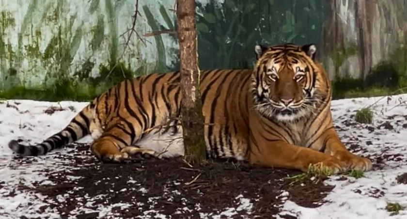 fot. Zoo Canpol