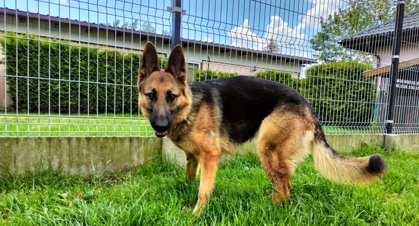 Zdjęcie Schronisko dla Zwierząt Przytulisko - fotografia