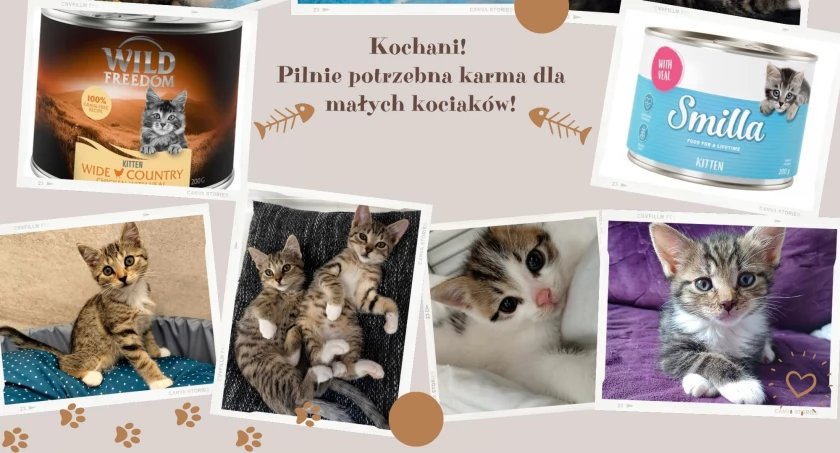 Zdjęcie Schronisko dla Zwierząt Przytulisko - fotografia