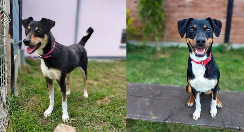 Zdjęcie Schronisko dla Zwierząt Przytulisko - fotografia