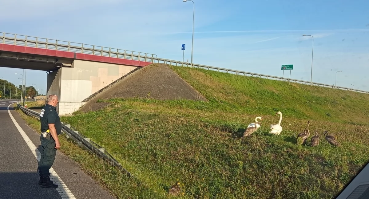 Ekologia i przyroda, Inspektorzy Transportu Drogowego uratowali stado łabędzi przed rozjechaniem - zdjęcie, fotografia