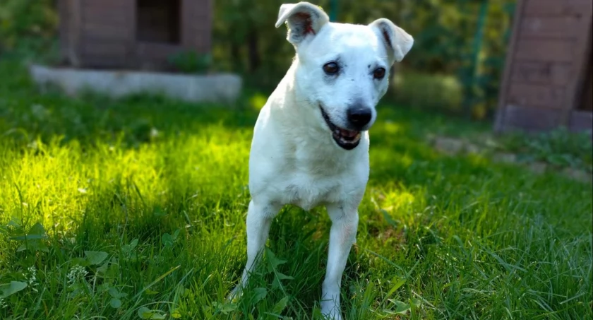Zdjęcie Schronisko dla Zwierząt Przytulisko - fotografia