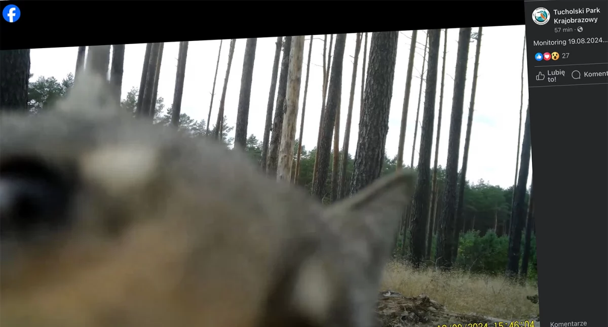 Ekologia i przyroda, Kamery leśnego monitoringu nagrały zabawy młodych wilków - zdjęcie, fotografia