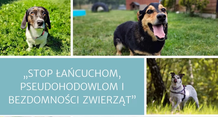 Zdjęcie Schronisko dla Zwierząt Przytulisko - fotografia