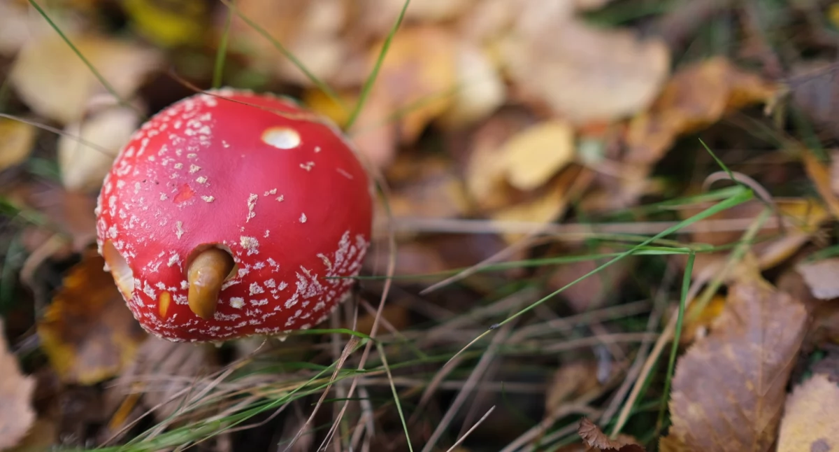 Pogoda w regionie, Załamanie pogody Chojnicach nadchodzi polarne powietrze jesień - zdjęcie, fotografia