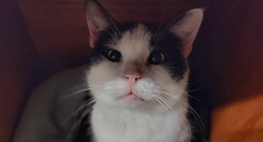 Zdjęcie Schronisko dla Zwierząt Przytulisko - fotografia