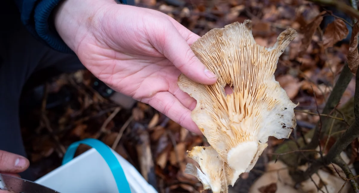 Turystyka, Dokąd niedzielny spacer Górę Zamkową grudniowe grzybobranie - zdjęcie, fotografia