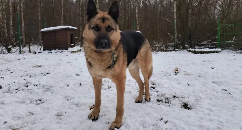 Zdjęcie Schronisko dla Zwierząt Przytulisko - fotografia