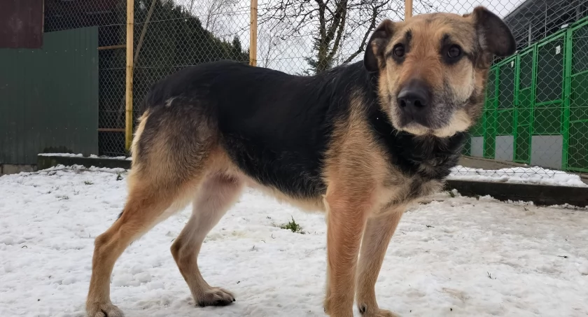 Zdjęcie Schronisko dla Zwierząt Przytulisko - fotografia