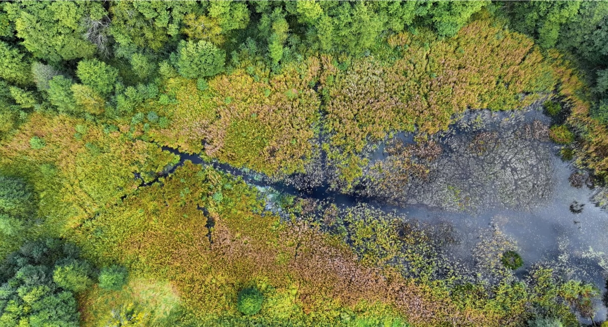 Ekologia i przyroda, Spacer mokradłowy Zaborskim Parkiem Krajobrazowym - zdjęcie, fotografia