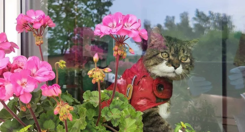 Zdjęcie Schronisko dla Zwierząt Przytulisko - fotografia