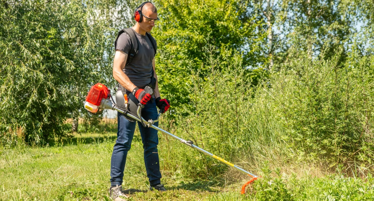 Artykuł sponsorowany, Rośliny ozdobne które świetnie radzą sobie suszą - zdjęcie, fotografia