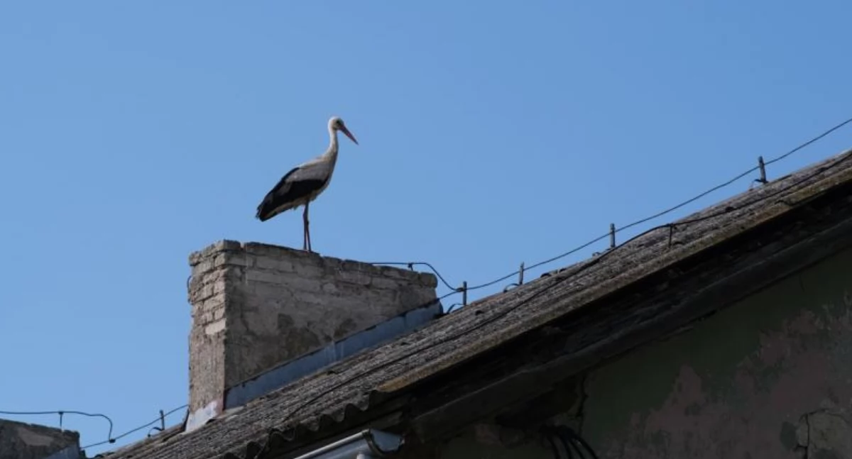 Witamy na świecie!, Bociany omijają Chojnice Twarde liczby mówią siebie - zdjęcie, fotografia