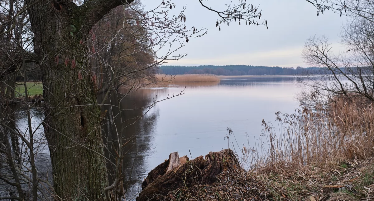 Ekologia i przyroda, Zaborski Krajobrazowy zaprasza spacer ornitologiczny wokół Jezioro Witoczno - zdjęcie, fotografia