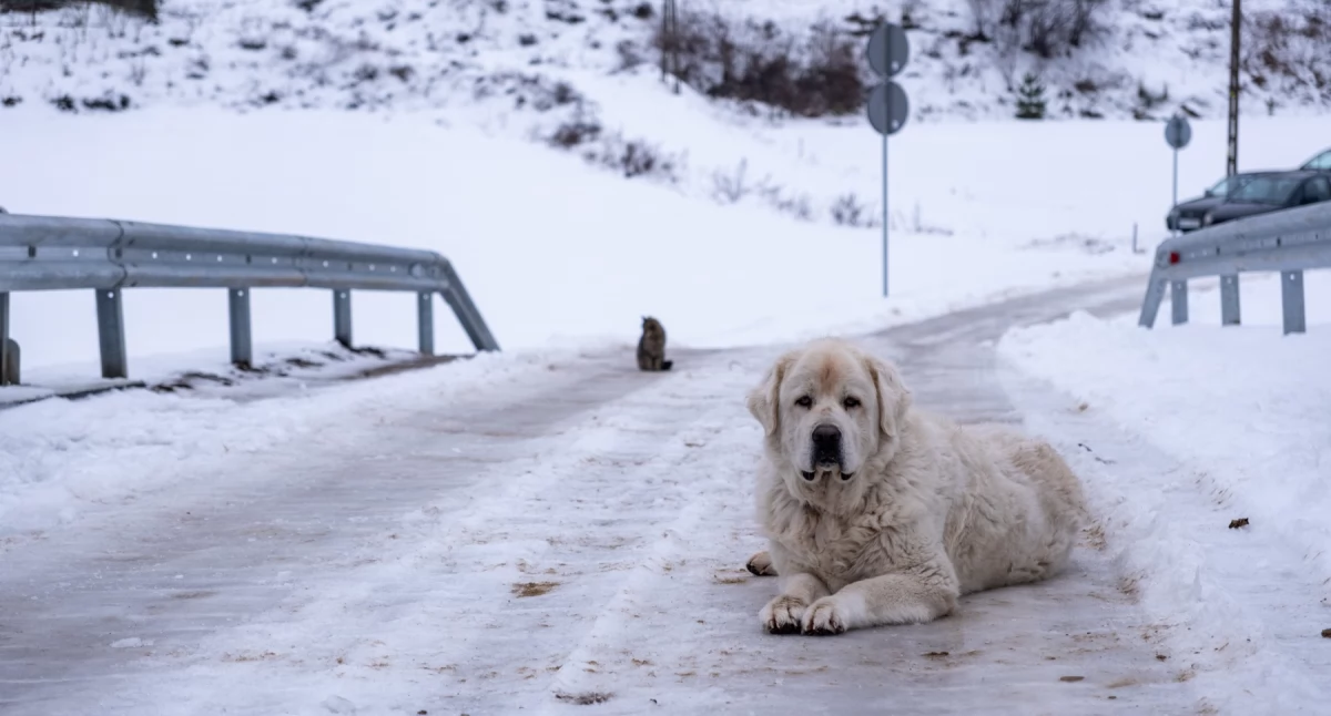 Pogoda w regionie, Silny mróz Chojnicach całym regionie północnym wschodzie nawet poniżej −19°C - zdjęcie, fotografia
