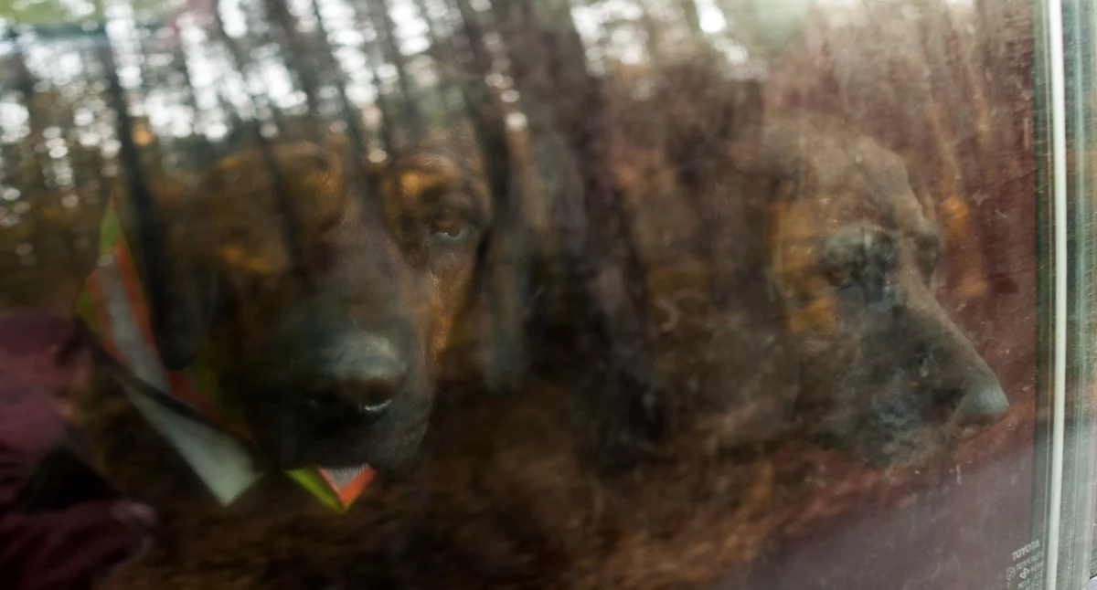 Nasze zwierzęta, Blisko psów Parku lecia Wystawa kynologiczna Chojnicach - zdjęcie, fotografia