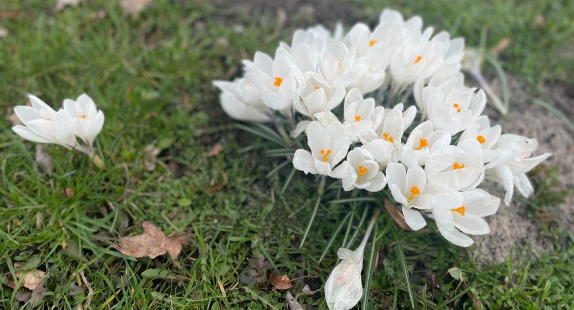 Ekologia i przyroda, Setki krokusów! Widzieliście piękne kwiaty Chojnicach - zdjęcie, fotografia