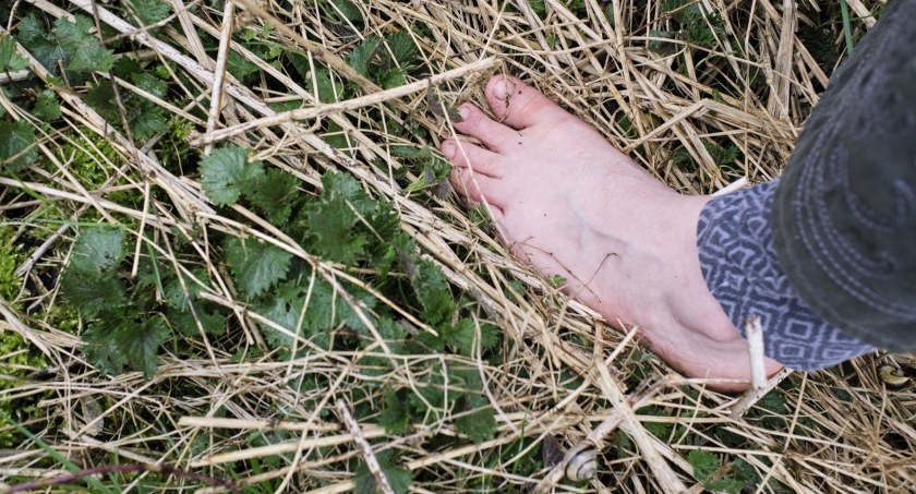 Ekologia i przyroda, Kiedy najlepiej zbierać zioła księżyca - zdjęcie, fotografia