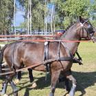 Fotka nr 4 z 16