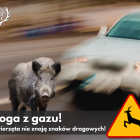 Fotka nr 4 z 5
