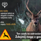 Fotka nr 2 z 5