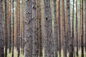 Zdjęcie: Chojnice wiadomości Chojnic czaschojnic