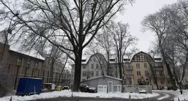 Spór o dąb w Chojnicach. Burmistrz: „Każde drzewo można wyciąć, ale są wysokie opłaty”