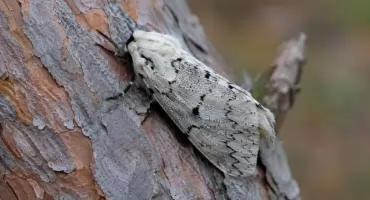 Jeśli planujesz wycieczkę do lasu, musisz to wiedzieć. Zamkną szlaki od końca maja