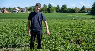 Kiedy zbiory truskawek w Lichnowach? Znamy przewidywane ceny owoców