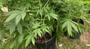Zrobił plantację w budynku gospodarczym. Zdradziły go zakazane zielone krzewy