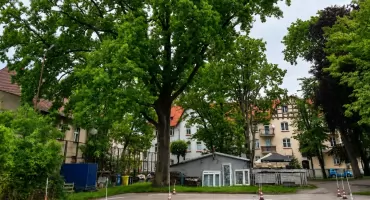 Czy dąb przy pizzerii przetrwa? Burmistrz Arseniusz Finster zapowiada walkę w sądach