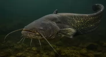 Pierwsze otwarte zawody sumowe nad jeziorem Kłodzko Małe