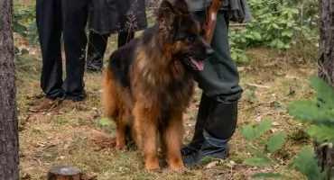 Hit z Chojniczanki został aktorem. Owczarek niemiecki zagrał w filmie historycznym